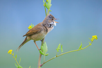 Whitethroat bird, Sylvia communis, foraging in a meadow