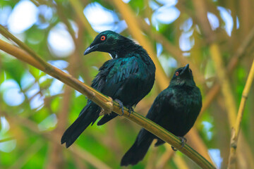 Closeup of a metallic starling, Aplonis metallica or shining starling, bird