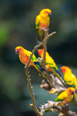 Closeup of sun parakeet or sun conure Aratinga solstitialis, bird.