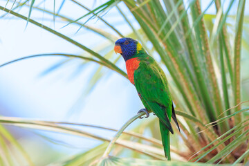 Rainbow lorikeet, Trichoglossus moluccanus, bird perched