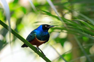 Superb starling Lamprotornis superbus perched