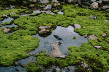 macro stone and moss