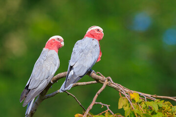 Closeup portrait of a galah cockatoo, Eolophus roseicapilla, bird