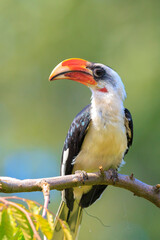 Closeup of a von der decken's hornbill, tockus deckeni, bird perched © Sander Meertins