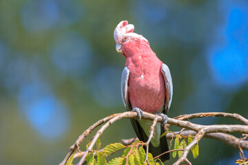 Closeup portrait of a galah cockatoo, Eolophus roseicapilla, bird