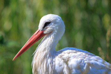 Portrait of a Stork bird, Ciconia ciconia