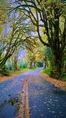 Naklejka premium Road in the Forest in Autumn