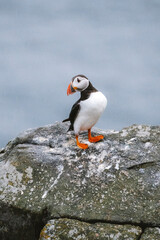 Puffins in Runde Norway 