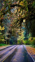Autumn drive through mossy rainforest - Washington, USA