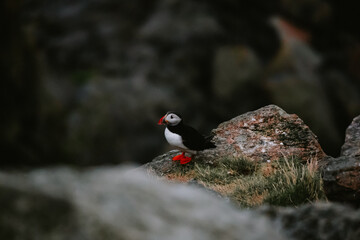 Puffins in Runde Norway 