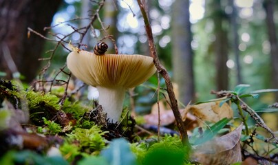 Mushroom on Forest Floor with moss - Washington, USA