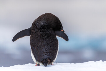 Close-up of an Adelie Penguin - Pygoscelis adeliae- standing on an iceberg, near the fish islands, on the Antarctic Peninsula