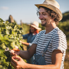adult man farmer work and pruning grape in the vineyard