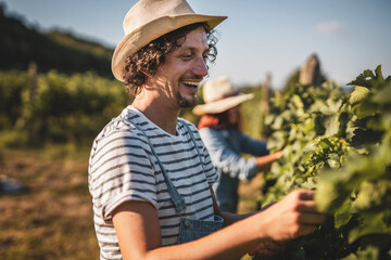 adult man farmer work and pruning grape in the vineyard