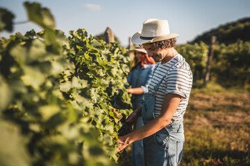 adult man farmer work and pruning grape in the vineyard