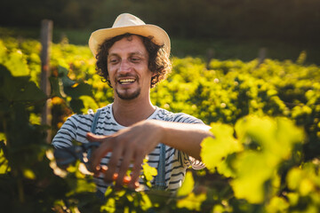 adult man farmer work and pruning grape in the vineyard