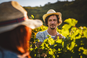 adult man farmer work and pruning grape in the vineyard