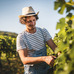 adult man farmer work and pruning grape in the vineyard