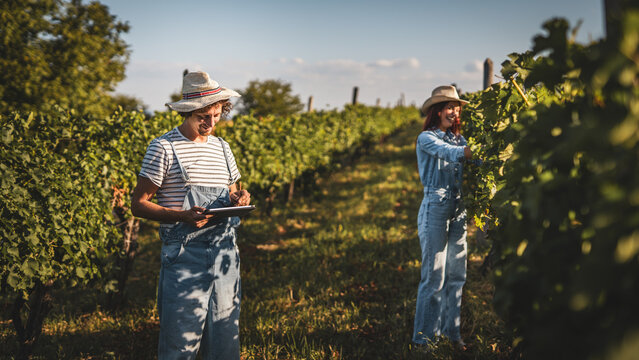 Adult man farmer work and analysis quality on clipboard in the vineyard