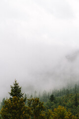 cloudy forest in norway foggy scene