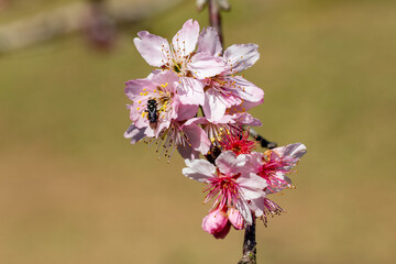 Flor de cerejeira. Sakura