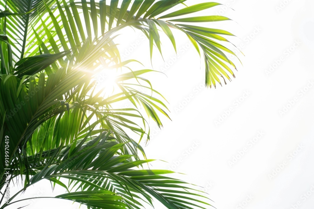 Poster A palm tree with sunlight shining through its leaves, highlighting their delicate patterns