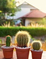 featuring a beautiful mini cactus garden, beautifully arranged in a small pot, generative ai