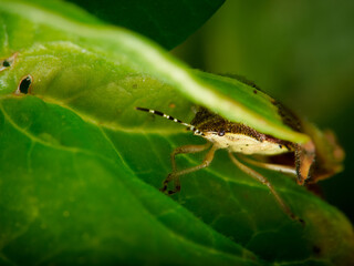 Heteroptera