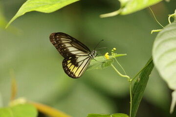 Blanchards Wood Nymph (Ideopsis vitrea oenopia) in Tangkoko national park, Sulawesi, Indonesia