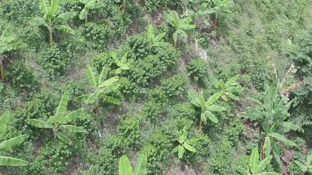 Caf&eacute; Valle del Cauca Colombia, semilla, planta, cultivos