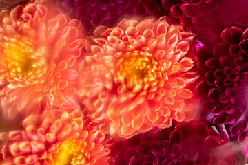 Vibrant distorted Orange and Purple dahlias Close-Up. aesthetic photo