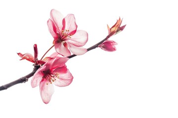 Obraz premium A close-up shot of a beautiful pink flower growing on a branch, perfect for floral or garden-themed designs