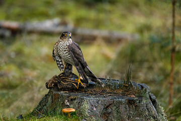 Hunter with caught prey. Northern sparrowhawk, Accipiter nisus, perched on stump in green forest and feeds on killed quail. Raptor in wild nature. Successful hunter in habitat. Bird of prey.