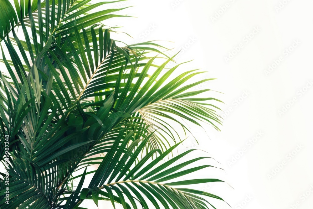 Poster A close-up view of a palm tree on a white background, great for tropical or beach-themed designs