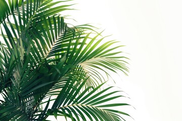 Fototapeta premium A close-up view of a palm tree on a white background, great for tropical or beach-themed designs