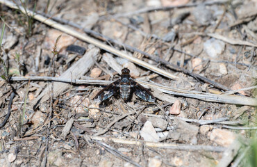 Dorcadion bee fly Exoprosopa dorcadion perched on the ground in Colorado