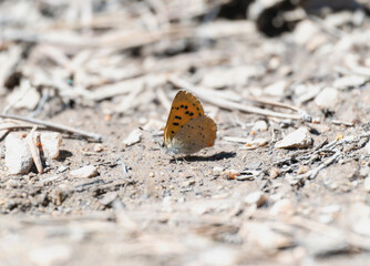 Dorcas copper Tharsalea dorcas butterfly perched on the ground in Colorado during daytime