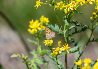 Dorcas copper Tharsalea dorcas butterfly perched on yellow flowers in Colorado during summer