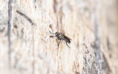 A Robber fly from the Genus Coleomyia perches on a tree trunk in Colorado