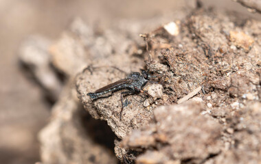 Robber fly Rhadiurgus variabilis perched on soil in Colorado during the day