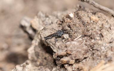 A Robber fly Rhadiurgus variabilis perched on soil in Colorado during sunny weather