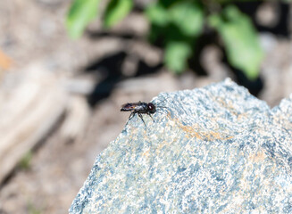 A Square headed wasp Genus Astata hunting from a rock in Colorado natural landscape