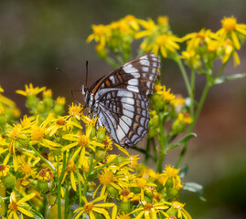 Weidemeyer's Admiral Limenitis weidemeyerii butterfly perched on yellow wildflowers in Colorado during summer
