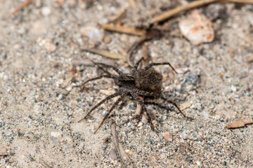 A Thin-legged Wolf Spider Genus Pardosa in Colorado habitat on sandy ground with hundreds of babies wrapped in silk on her back