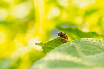 Colorado Potato Beetle Larva on Green Leaf in Sunlight