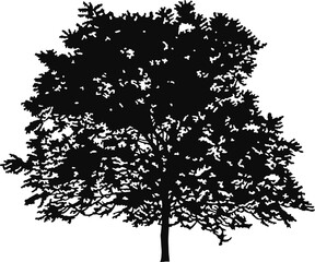 Tree Silhouette