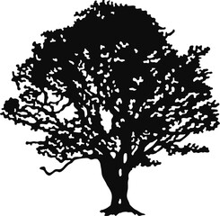 Tree Silhouette