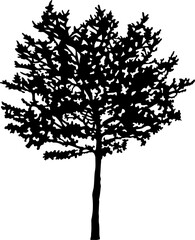 Fototapeta premium Tree Silhouette