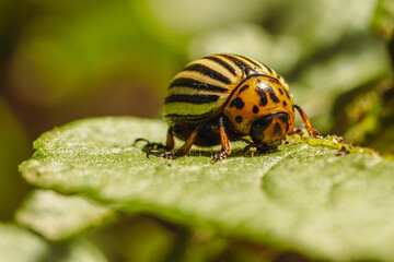 Colorado Potato Beetle on a Green Leaf