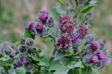 open and wilted flowers of burdock. Burdock. Burdock spines. Burdock hooks
